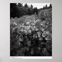 Vineyard and Hills, Draper Vineyard, 1966 Poster