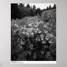 Vineyard and Hills, Draper Vineyard, 1966 Poster
