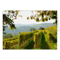 Vineyard Greeting Cards