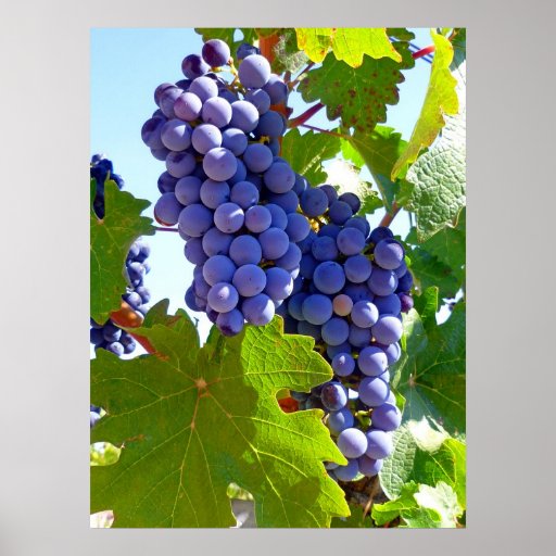 Vineyard Grapes Poster Zazzle