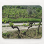 Vineyard in Chianti Region of Italy