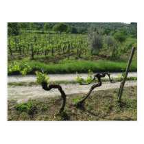 Vineyard in Chianti Region of Italy postcards