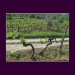 Vineyard in Chianti Region of Italy