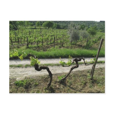Vineyard in Chianti Region of Italy Post Cards by AndyPo