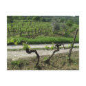 Vineyard in Chianti Region of Italy postcards by AndyPo Vineyard in Chianti Region of Italy postcards