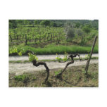 Vineyard in Chianti Region of Italy