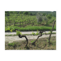 Vineyard in Chianti Region of Italy postcards by AndyPo Vineyard in Chianti Region of Italy postcards