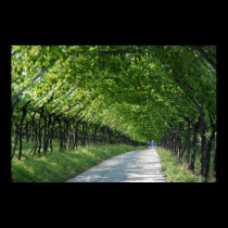 Vineyard in Italy Poster posters