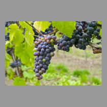 Vineyard in Oregon Poster posters