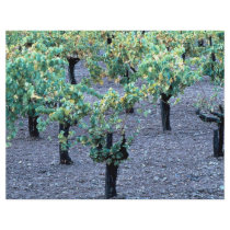 Vineyard, Napa Valley, California from the Forest Full Color Flyer