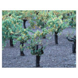 Vineyard, Napa Valley, California from the Forest Full Color Flyer