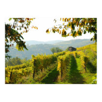 Vineyard near Krems posters