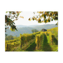 Vineyard Postcard
