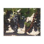 Vineyard Postcard
