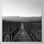 Vineyard posters