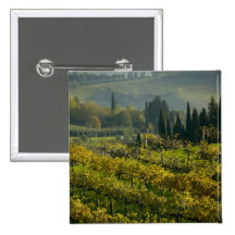 Vineyard, Tuscany, Italy Pin