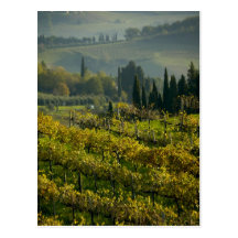 Vineyard, Tuscany, Italy Post Cards