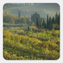 Vineyard, Tuscany, Italy Sticker
