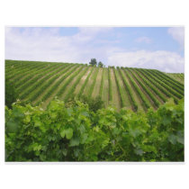 Vineyard - Vineyard (Bordeaux - France) 02