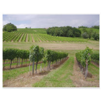 Vineyard - Vineyard (Bordeaux - France) 03