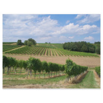 Vineyard - Vineyard (Bordeaux - France) 04