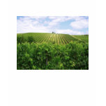 Vineyard - Vineyard t-shirts