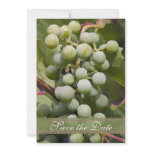 Vineyard Wedding Save the Date Announcement
