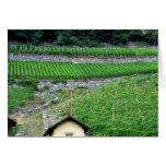 Vineyards in Switzerland Greeting Card