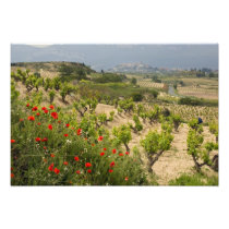 Vineyards near Laguardia, capital of La Rioja