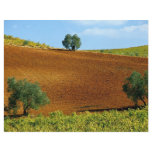 Vineyards near Montilla, Andalusia, Spain at the C Custom Flyer