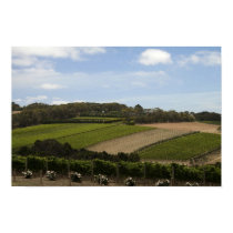 Vineyards of Australia posters