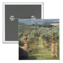Vineyards, Tuscany, Italy Pinback Button