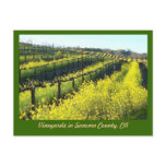 Vineyards with Mustard Seed  Post Card