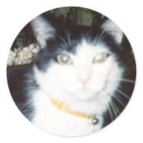 Vinnie stickers