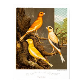 Vintage 1800s Canary Song Bird Template Canaries Poster