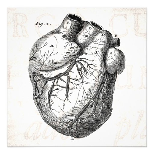 Vintage 1800s Heart Retro Cardiac Anatomy Hearts