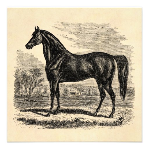 Vintage 1800s Horse - Morgan Equestrian Template Personalized Invitations