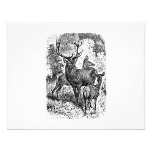 Vintage 1800s Red Deer Illustration Stag Doe Fawn Personalized Invites