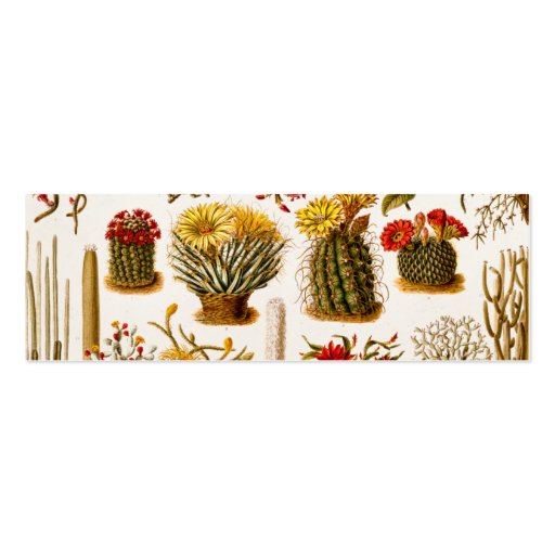 Vintage 1911 Cactus Flower Old Floral Illustration Business Cards (front side)