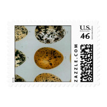 Vintage 19th Century Wild Bird Eggs Bookmark xxxxx postage by MyBookmarks Vintage 19th Century Wild Bird Eggs Bookmark xxxxx postage