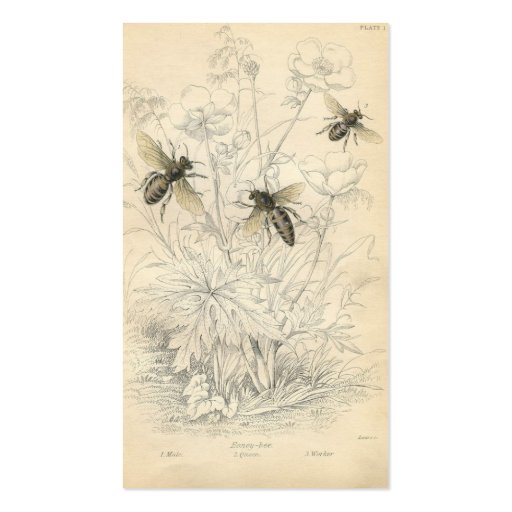 Vintage Ad, Honeybees Business Card (front side)