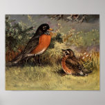 Brooks' Varied Thrush Poster Print