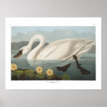 Audubon's American Swan Poster Print
