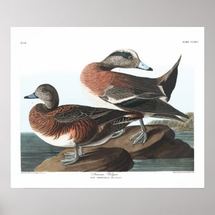 Vintage American Widgeon Audubon Poster