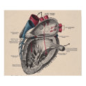 Vintage Anatomical Heart Diagram posters by LadyLovelace Vintage Anatomical Heart Diagram posters