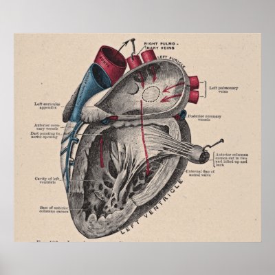 human heart diagram with labels. diagram of a human heart,