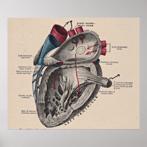 Vintage Anatomical Heart Diagram Print