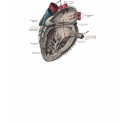 Vintage Anatomical Heart Diagram t-shirts