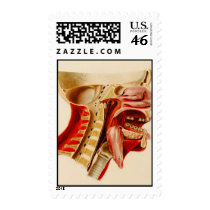 Vintage Anatomy Diagram Postage stamps