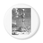 Vintage anatomy drawing, side view, skeleton magnets
